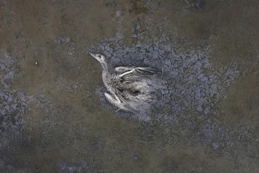 'Development and Pollution' per Lu Guang Xina